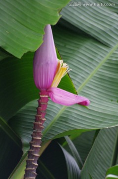 香蕉花