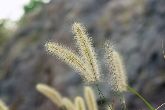 狗尾巴草