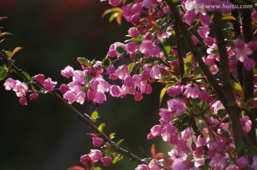 繁花似锦