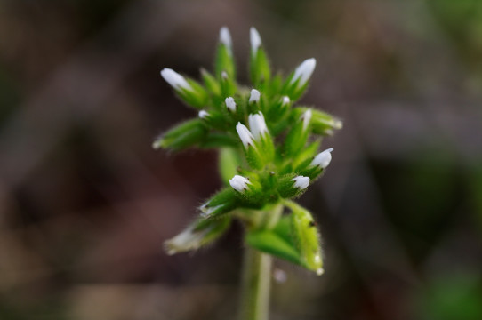 小草