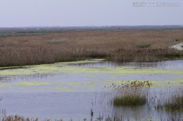 滩涂湿地