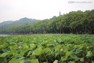 西湖荷花