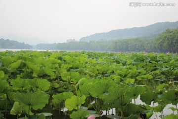 西湖荷花