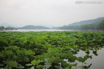 西湖荷花