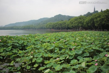 西湖荷花