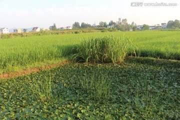 乡间风光