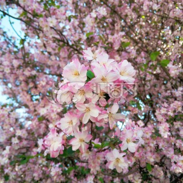 海棠花