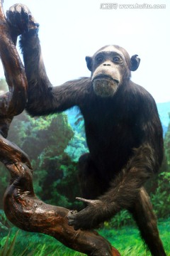 黑猩猩标本