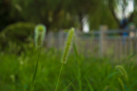 狗尾巴草