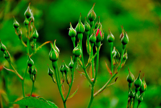 蔷薇花蕾