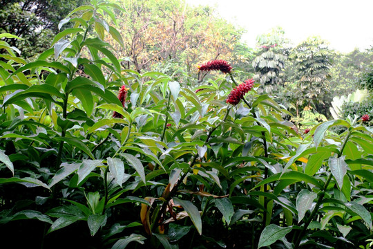 华南植物园 花卉