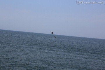 海洋 海鸥