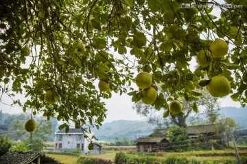 柚子树