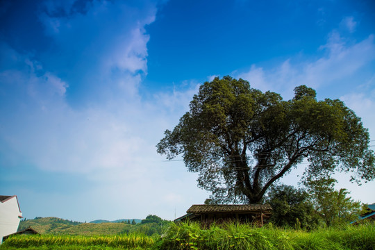 乡村风景