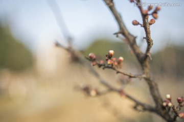 梅花