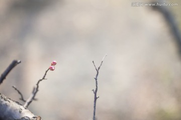 梅花