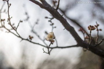 梅花