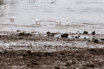 深圳湾水鸟