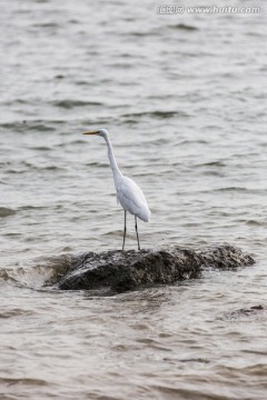 海鸟白鹭