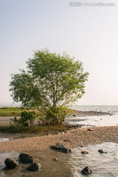 海边的树