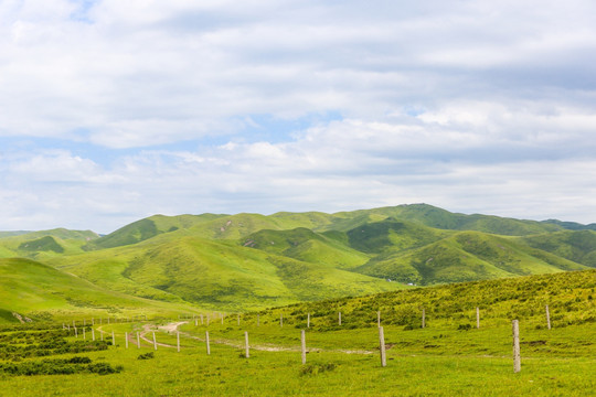 祁连山草原山丹军马场