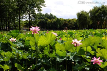 荷花塘