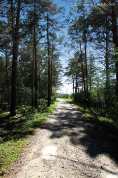 松树 森林 公路