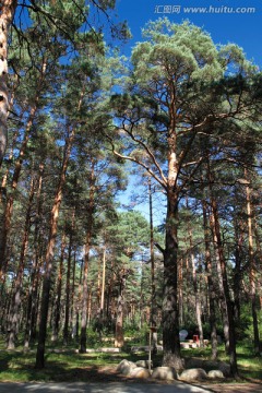 松树 森林