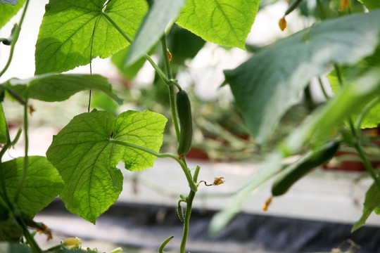 黄瓜 蔬菜 植物果实