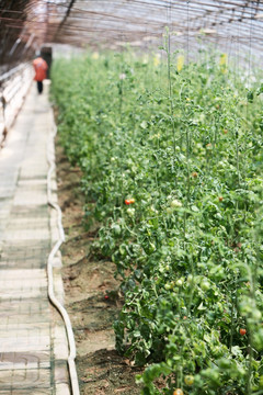 西红柿釆摘 蔬菜 番茄 食品