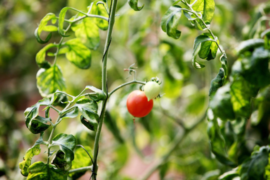 西红柿 蔬菜 番茄 食品