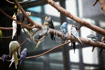 北京南宫鹦鹉大观园 动物 鸟类