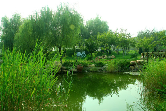 湖边绿化