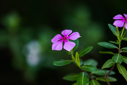 花卉 长春花