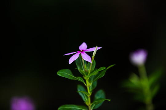 花卉 长春花