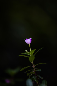 花卉 长春花