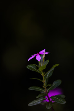 花卉长春花