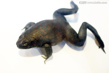 牛蛙标本