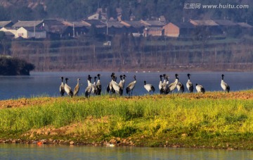 黑颈鹤栖息地