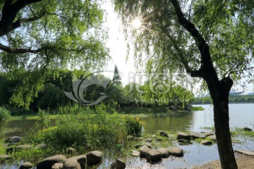 世纪公园 湿地