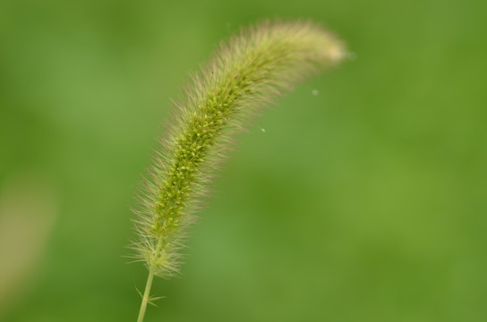 狗尾巴草