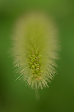 狗尾巴草特写