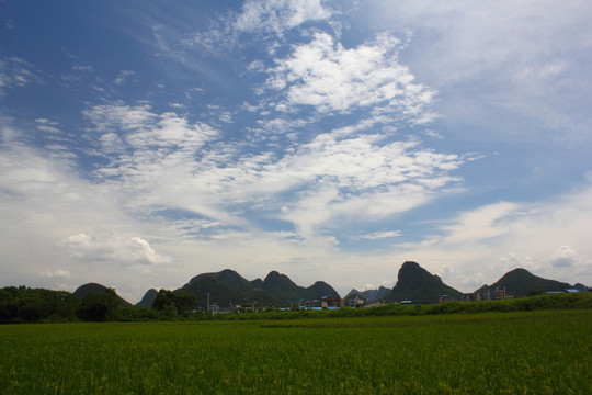 田野