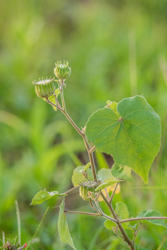 茼麻