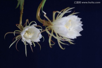 昙花 白花