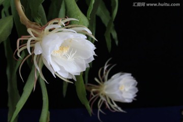 昙花 昙花一现