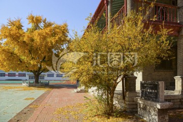 银杏树与古建筑