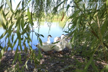 河边柳树下的大白鸭