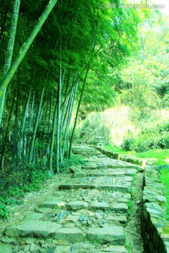 竹林小道 竹林