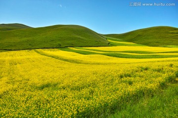 祁连县油菜花花海